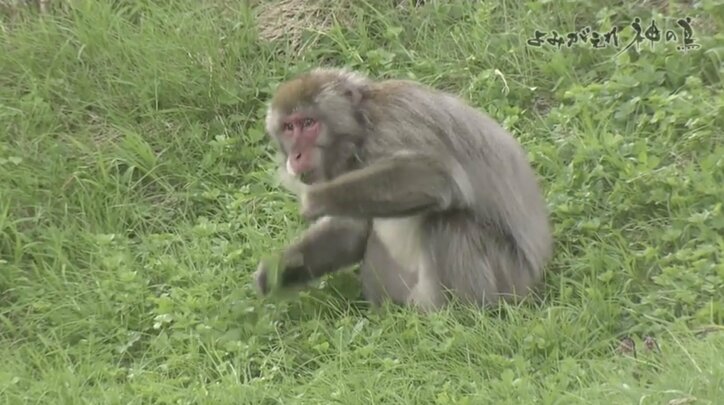 人を恐れない“神の鳥”をどう守り抜く？ ニホンライチョウ「復活作戦」が始動！