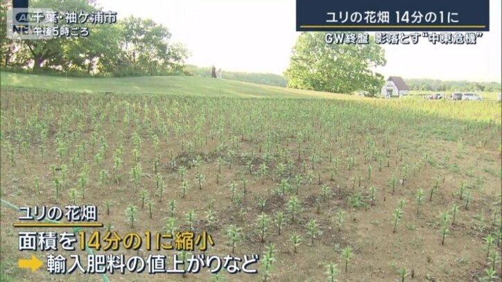 ユリ畑の縮小