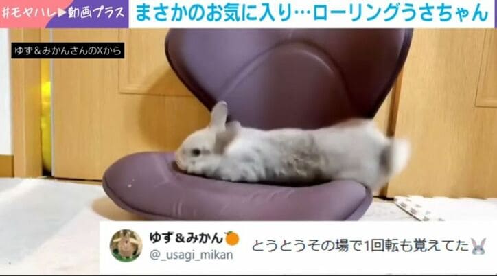 ネザーランドドワーフ・ゆずくん