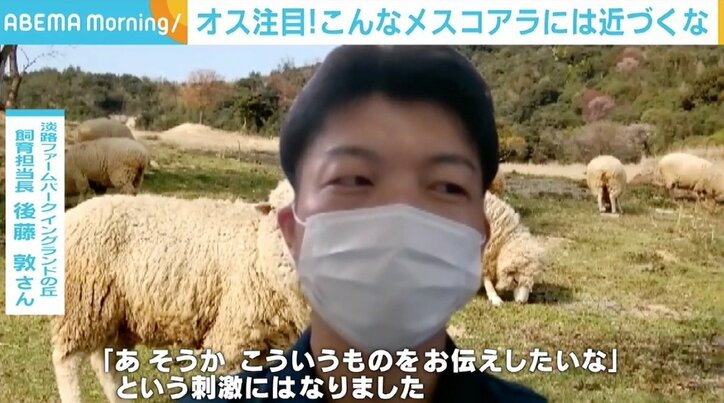 「メスがこの顔の時は『近づくな』」 コアラの生態紹介が話題 担当者「面白さだけが先走らないように」