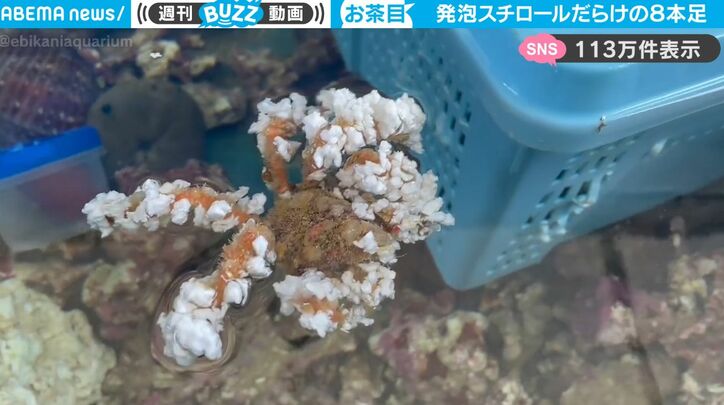 一体これは何？！ 水面を漂う“発泡スチロールまみれ”の謎の生物…外敵から身を守る習性を持つカニの意外な姿に反響続々