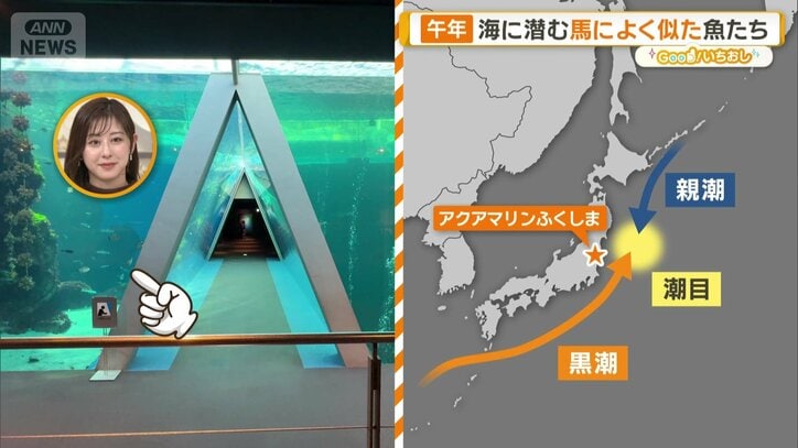 大きな水槽の「潮目の海」