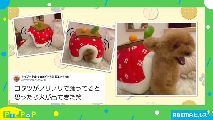 ノリノリで踊るコタツから出てきた犬