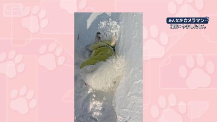 顔からいくワン