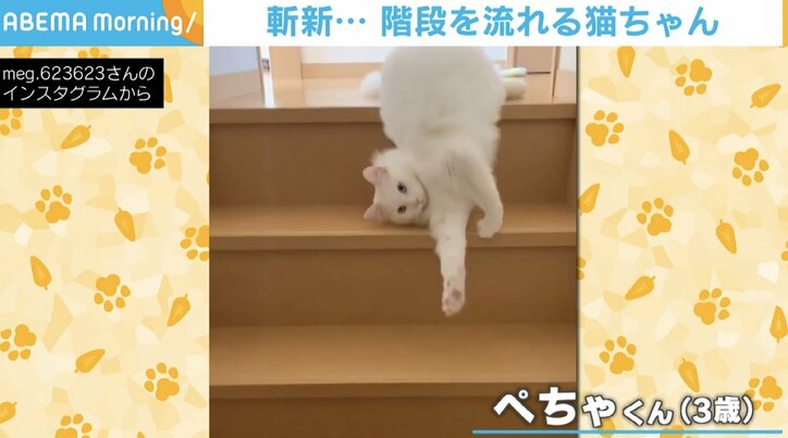 デロンデロン階段を流れる猫 斬新な下り方に「溶けてる」「気持ちいいのかな？」反響
