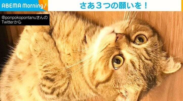 食後のリラックスで“ランプの精”になる猫 虚無顔＆腕組みポーズに「モフらせて」「にゃんこに幸せを」と願いごとが殺到