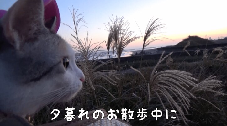 「秋だニャ〜！」　元野良猫のネコ吉が散歩中に出会ったのは…