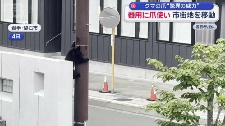 岩手県釜石市に出没したクマ