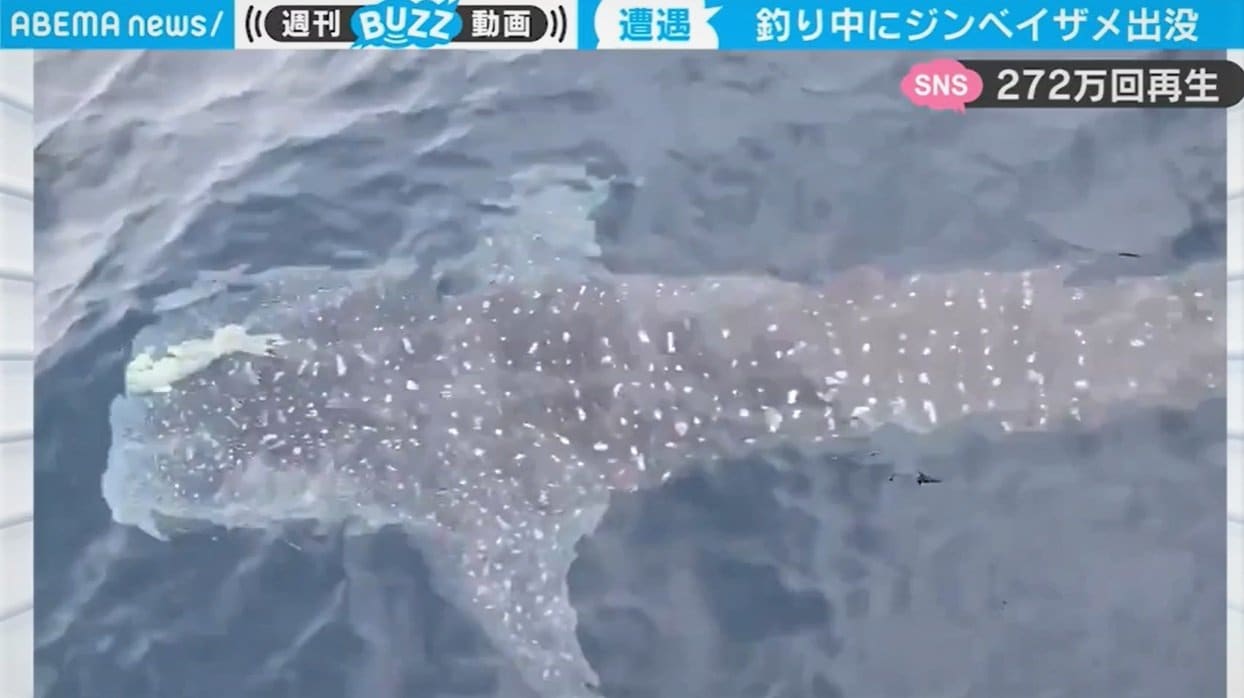 釣り人驚愕 船釣りの最中に巨大ジンベイザメに遭遇 これは貴重映像 と話題 国内 Abema Times