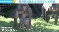 英動物園でマンドリルの異母兄弟誕生 飼育員が「奇跡だ」と唸るわけ
