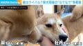 「独り占めは許さない！」柴犬母娘の“なでなで”争奪戦に「かわいすぎ」「このために柴を多頭飼いしたい」と反響