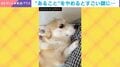 「な！で！て！」なでるのをやめたら…コーギーの“無言の圧”に「圧が強すぎるw」「目力すごい」などの声