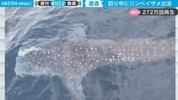【映像】突如、姿を現した巨大なジンベイザメ