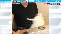 【映像】“瞬間”脱力する猫