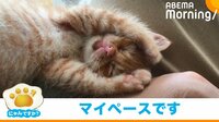【映像】人の体でゴロゴロしていた子猫 徐々に寝落ちしていく姿に反響