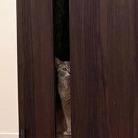 しょうくん『桃の謎クセ　語尾「よ」』