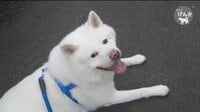 秋田犬げんきの平和な日々 Vol.２ | AbemaTV