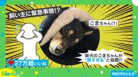 犬の散歩帰りに急いでトイレに駆け込んだら