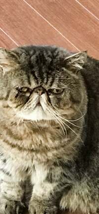 キャシー中島『俳優座からニッポン放送へ』