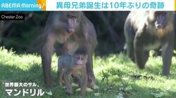英動物園でマンドリルの異母兄弟誕生 飼育員が「奇跡だ」と唸るわけ