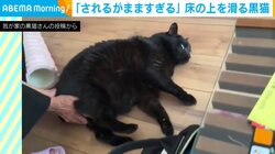 「自分で動けw」 "無抵抗"で床の上を滑る黒猫の姿に「野生を失ってらっしゃる」と反響続々