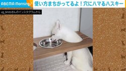 使い方まちがってる! ハスキー犬の“笑撃的”な水飲みスタイルに「思わず声出して笑ってました笑」と話題