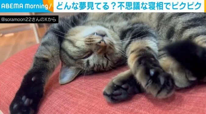 猫のチルくん（3歳）