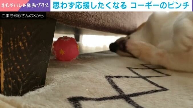 コーギーのこまちちゃん（6歳）