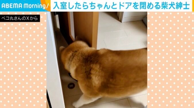 柴犬の茶々丸くん