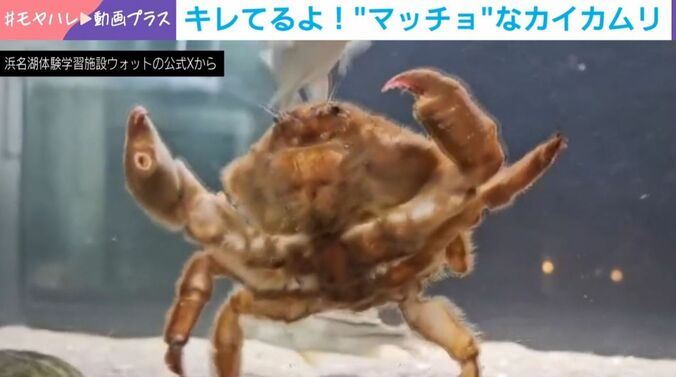 カイカムリ