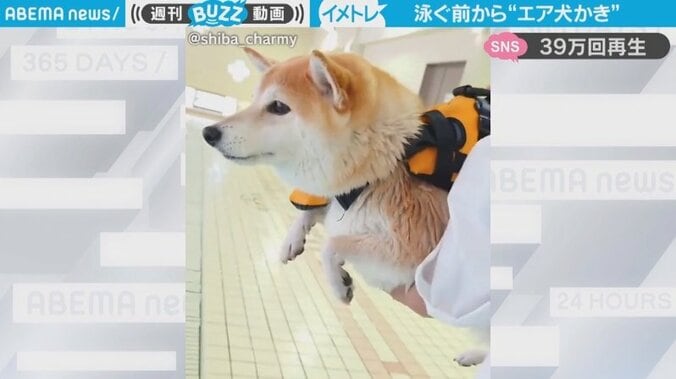 柴犬の“エア犬かき”に「可愛いという言葉しか出てこない」の声 大興奮でイメトレする様子に反響 1枚目