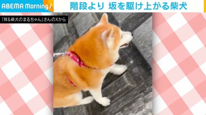 柴犬のまるちゃん