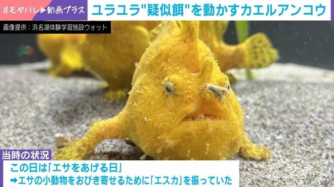 カエルアンコウ