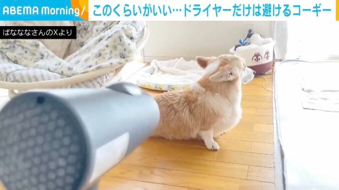 コーギーのあんずちゃん