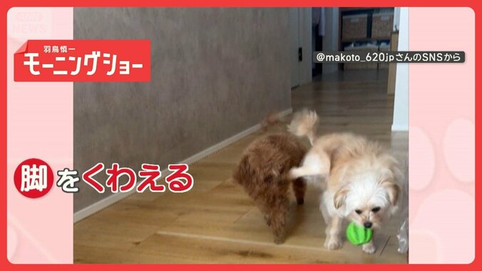 「遊びたいワン」仲良しワンちゃん　一匹はボール　もう一匹は…脚！　なぜ？ 1枚目