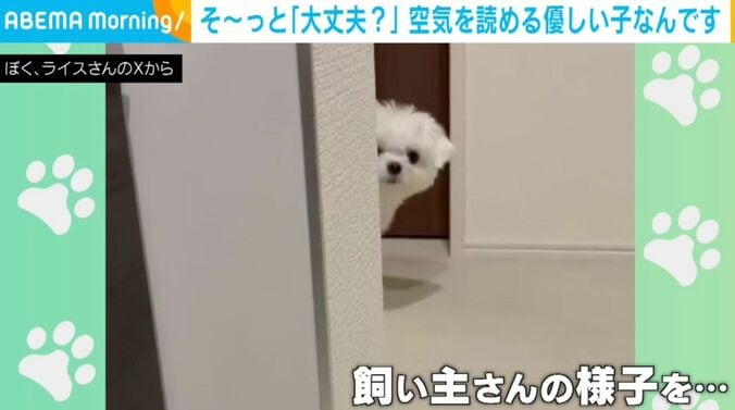 犬のライスくん