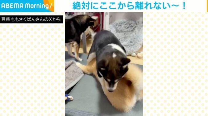 鬼山桃ノ助くん