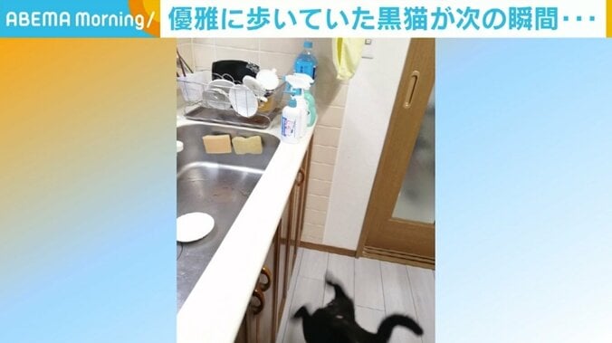 「ブレてるの笑っちゃう」「2枚目の『ズコー！』感」 黒猫の“即落ち2コマ”に反響 2枚目