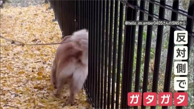 反対側もやるんだワン