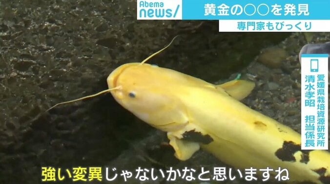 専門家も驚く“黄金のナマズ”、魚の中には成熟後に性転換する種も　遺伝子の不思議 2枚目