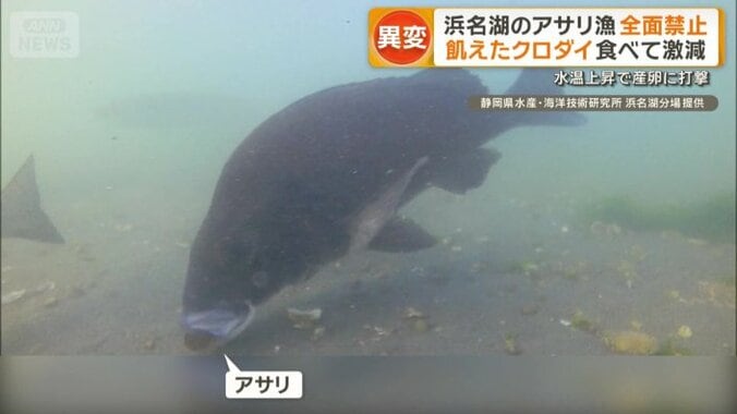 クロダイがアサリを食べるように