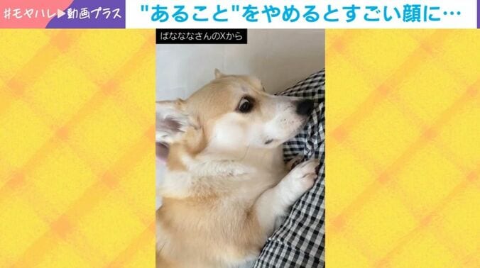 あんずちゃん