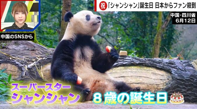 【写真・画像】涙の別れから2年…「シャンシャン」の誕生日で日本人ファンが中国に殺到