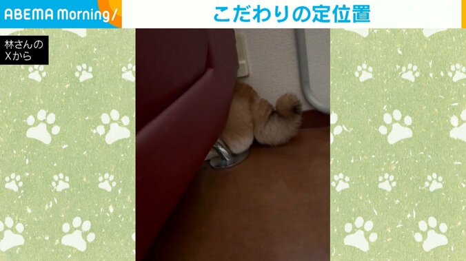 柴犬のあずきちゃん（5歳）