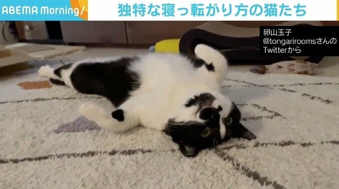 「たぶん何かインストール中」 目を開けてあお向けで固まる猫に反響 1枚目