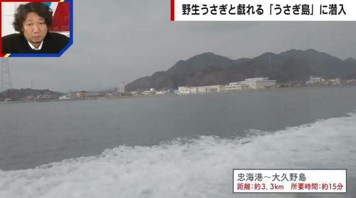 【写真・画像】「地図から消された島」がSNSで話題の「うさぎ島」へ 毒ガスの実験動物として使われた悲しい歴史も 2枚目