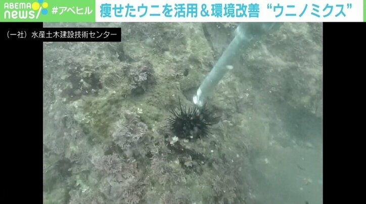 磯焼けを起こす 駆除ウニ を立派な食用に ウニノミクスが目指す環境改善 ビジネス これからは ゴミ 資源 の視点が必要に 経済 It Abema Times