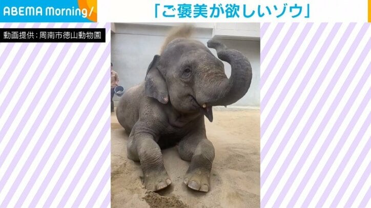 ゾウのミリンダ君（16歳）