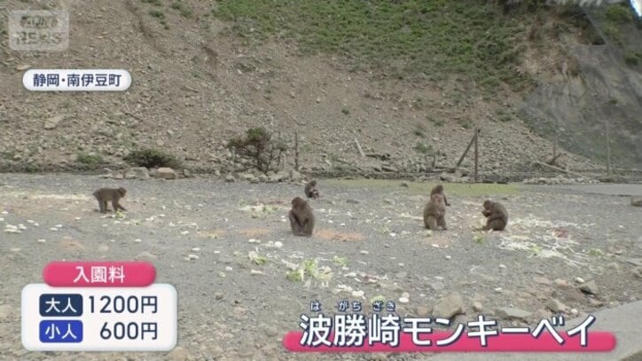 およそ100匹のニホンザルを間近で見ることができる