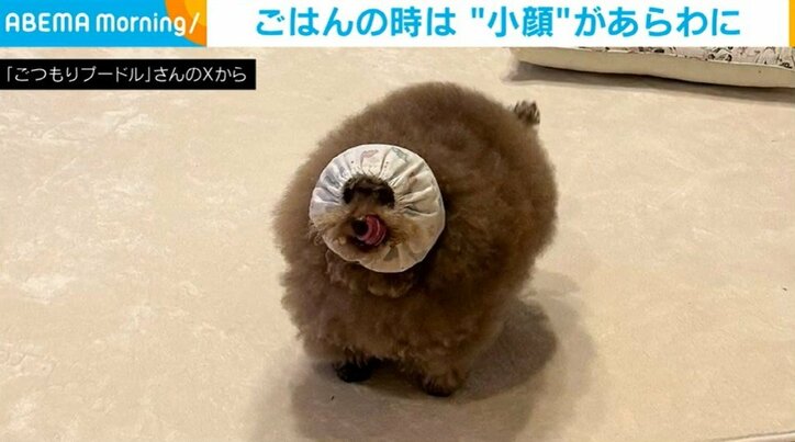 トイプードルのちろるちゃん（9歳）